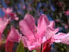 DSCN6425.jpg (7998 byte)